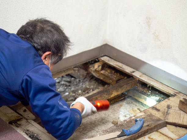 Best Mold Damage Repair  in Cooperstown, NY