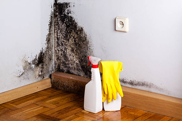 Best Home Mold Removal  in Cooperstown, NY