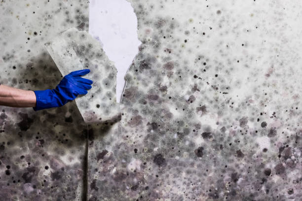 Professional Mold Removal in Cooperstown, NY